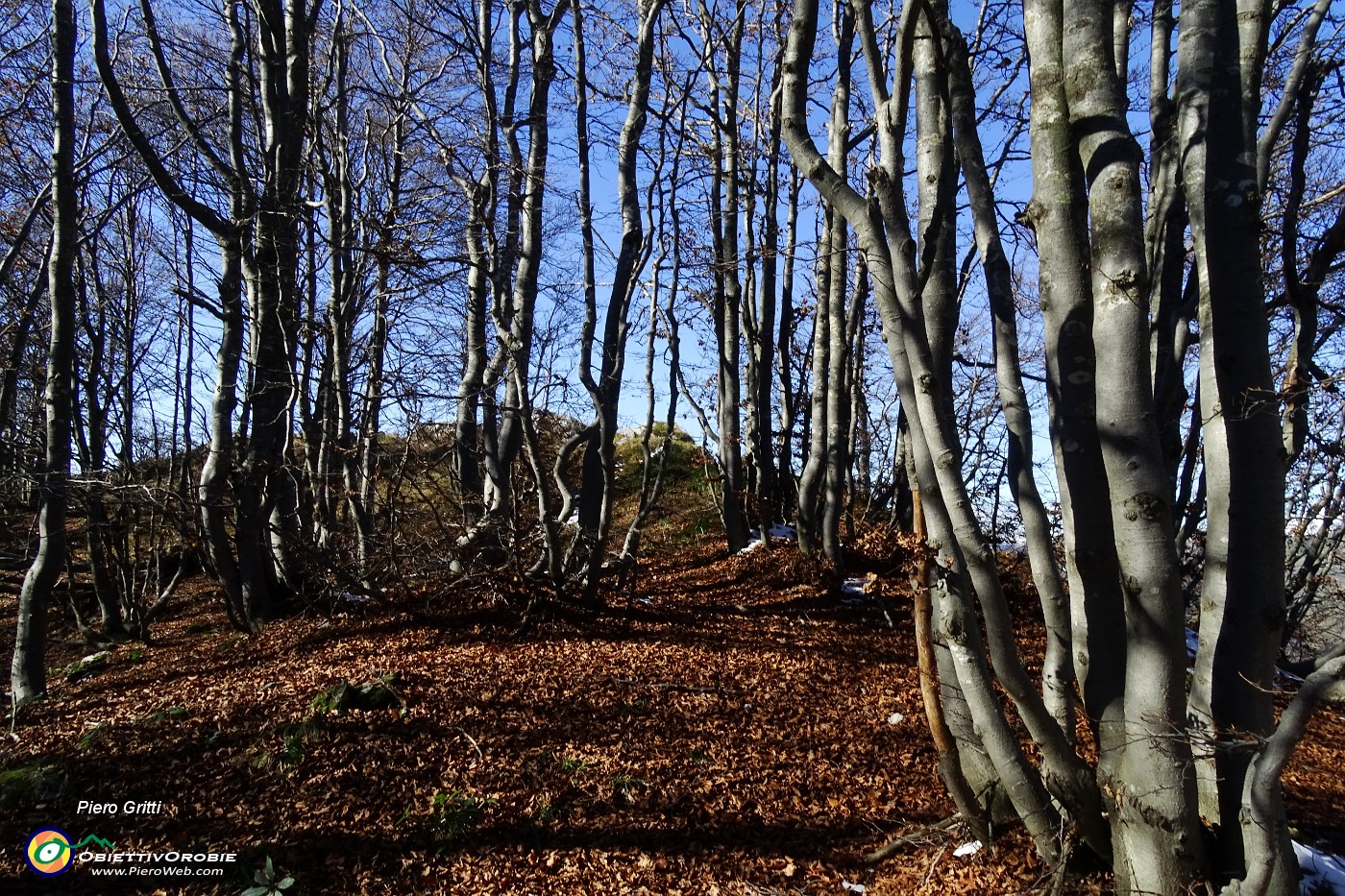 56 In alto nella faggeta ....JPG